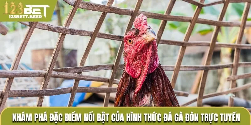 đá gà đòn
